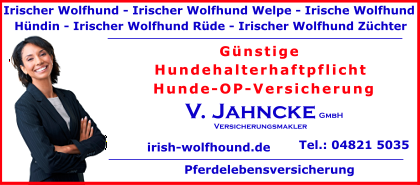 Irischer-Wolfhund-Welpe